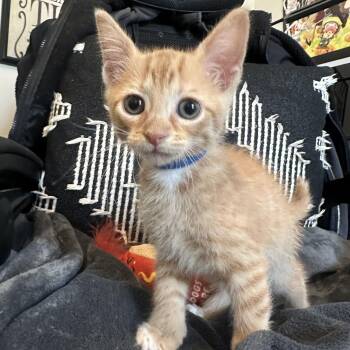 Rescue Domestic Short Hair Cats for Adoption in Bryan, Texas - Blaze | PetCurious
