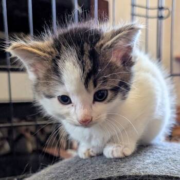 Rescue Domestic Short Hair Cats for Adoption in Toledo, Ohio - Latte | PetCurious