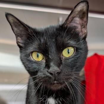Domestic Short Hair Cats Available for Adoption - Bashful | PetCurious