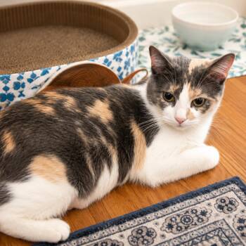 Kiera -  Domestic Short Hair Cat for Adoption in Hopkinton, Massachusetts - Kiera | PetCurious