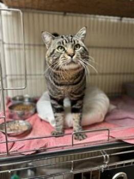 Rev -  Tabby Cat for Adoption in Page, Arizona - Rev | PetCurious