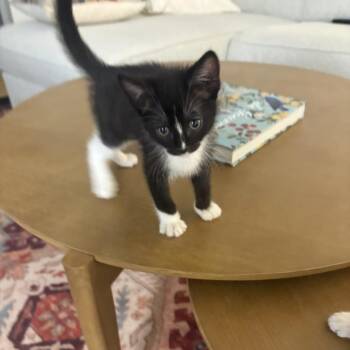 Nigel -  Domestic Short Hair Cat for Adoption in Spokane, Washington - Nigel | PetCurious