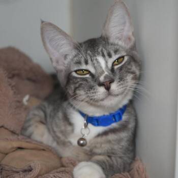 Harry Potter -  Domestic Short Hair Cat for Adoption in Coachella, California - Harry Potter | PetCurious