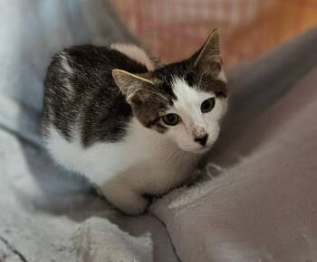 Logan -  Domestic Short Hair Cat for Adoption in Lovingston, Virginia - Logan | PetCurious