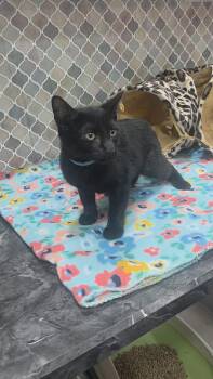 Rescue Bombay Cats for Adoption in Norwich, Connecticut - Aster 2 | PetCurious