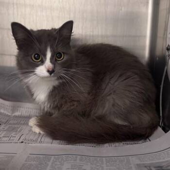 Litten -  Domestic Short Hair Cat for Adoption in Winston-salem, North Carolina - Litten | PetCurious