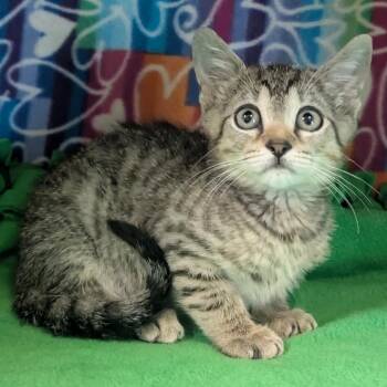 Teacup -  Domestic Short Hair Cat for Adoption - Teacup | PetCurious