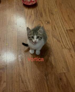 Vortica Ne -  Domestic Short Hair Cat for Adoption in West Peoria, Illinois - Vortica Ne | PetCurious
