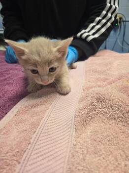 Domestic Short Hair Cats Available for Adoption in Detroit, Michigan - Honey Pony | PetCurious