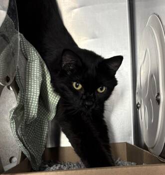 Pepsi Can -  Domestic Short Hair Cat for Adoption in New York, New York - Pepsi Can | PetCurious