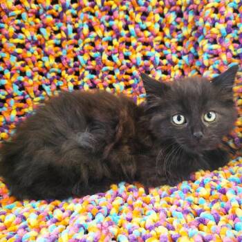 Bro -  Domestic Medium Hair Cat for Adoption in Mt. Juliet, Tennessee - Bro | PetCurious