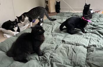 Rescue Domestic Short Hair Cats for Adoption in Eagle River, Wisconsin - Kittens | PetCurious