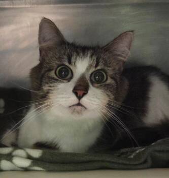 Balin -  Domestic Medium Hair Cat for Adoption in Olean, New York - Balin | PetCurious