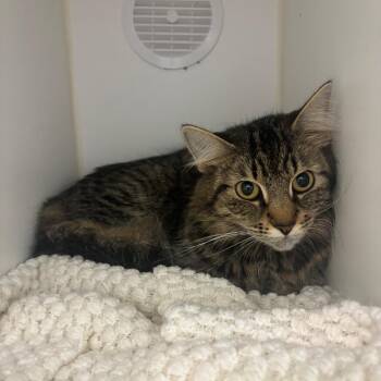 Nova -  Domestic Medium Hair Cat for Adoption in Clavet, Saskatchewan - Nova | PetCurious