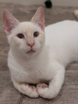 Rescue Domestic Short Hair Cats for Adoption in Los Altos, California - Pumpkin | PetCurious