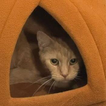 Domestic Short Hair Cats Available for Adoption - Colby C11201 | PetCurious