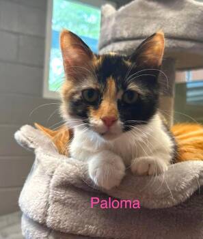 Paloma - available 8/7 -  Domestic Short Hair Cat for Adoption in Elmsford, New York - Paloma - Available 8/7 | PetCurious