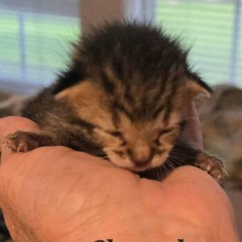 Cheeta -  Domestic Short Hair Cat for Adoption in Fort Smith, Arkansas - Cheeta | PetCurious