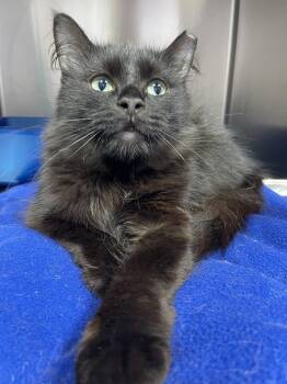Moonlight -  Domestic Medium Hair Cat for Adoption in Ferndale, Michigan - Moonlight | PetCurious