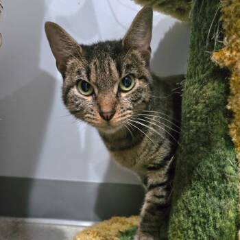 Rescue Domestic Short Hair Cats for Adoption in Fairmont, West Virginia - Aziza | PetCurious