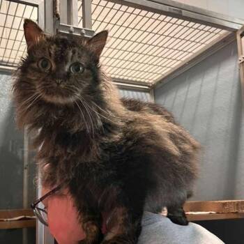 Domestic Long Hair Cats Available for Adoption - Starlite | PetCurious