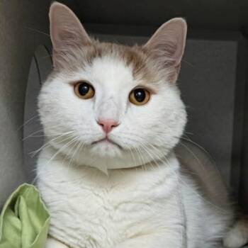 Domestic Short Hair Cats Available for Adoption in New York, New York - Bo | PetCurious