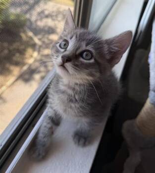 Domestic Short Hair Cats Available for Adoption in Tustin, California - XIXI | PetCurious