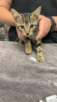 Tuesday -  Domestic Short Hair Cat for Adoption in Daytona Beach, Florida - Tuesday | PetCurious