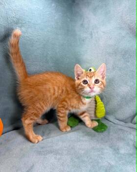 Emerson -  Domestic Short Hair Cat Available for Adoption in Tavares, Florida - Emerson | PetCurious