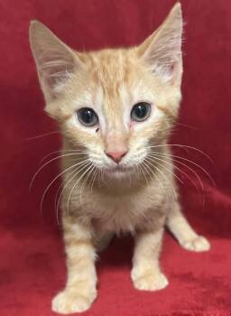 Triangle -  Domestic Short Hair Cat for Adoption in Ocala, Florida - Triangle | PetCurious
