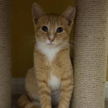 Helena Bowers -  Domestic Short Hair Cat for Adoption in Woodstock, Virginia - Helena Bowers | PetCurious