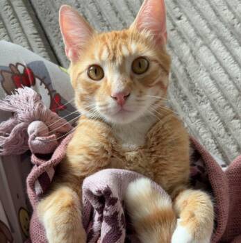 Jericho -- Bonded Buddy With Willow -  Domestic Short Hair Cat for Adoption in Des Moines, Iowa - Jericho -- Bonded Buddy With Willow | PetCurious