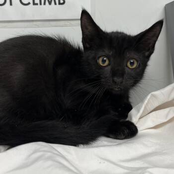 Oak -  Domestic Short Hair Cat for Adoption in West Palm Beach, Florida - Oak | PetCurious