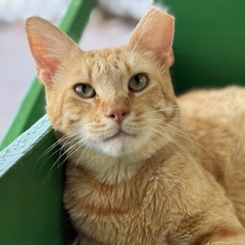 Rescue Domestic Short Hair Cats for Adoption in Tucson, Arizona - Vino | PetCurious