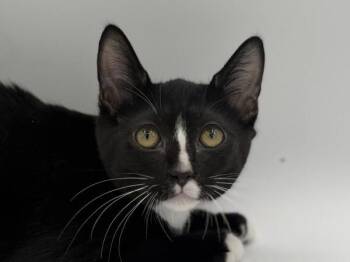 Mowgli -  Domestic Short Hair Cat for Adoption in Portland, Oregon - Mowgli | PetCurious