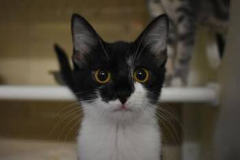 Kaylee -  Domestic Short Hair Cat for Adoption in Kansas City, Missouri - Kaylee | PetCurious