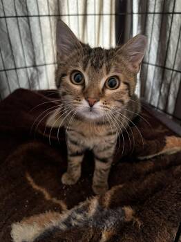 Domestic Short Hair Cats Available for Adoption in Cleveland, Ohio - Hops | PetCurious