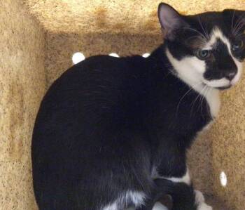 Rescue Domestic Short Hair Cats for Adoption in Riverside, California - MORRIS | PetCurious