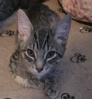Smokey and Patches -  Domestic Short Hair Cat for Adoption in Mayfield, New York - Smokey And Patches | PetCurious