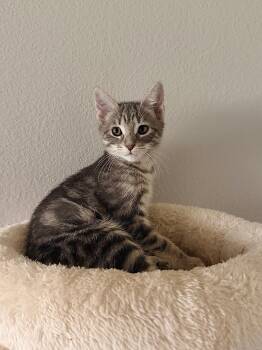 Harmony (3057) -  Tiger Cat for Adoption in Zephyrhills, Florida - Harmony (3057) | PetCurious
