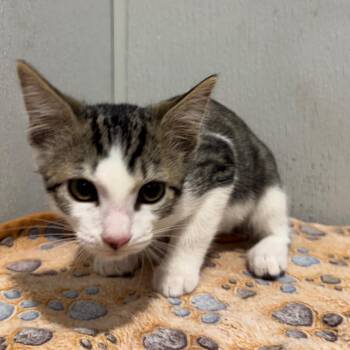 Georgia -  Domestic Short Hair Cat for Adoption in Tampa, Florida - Georgia | PetCurious