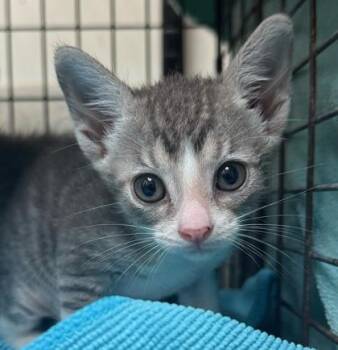 Billion -  Domestic Short Hair Cat for Adoption in Honolulu, Hawaii - Billion | PetCurious