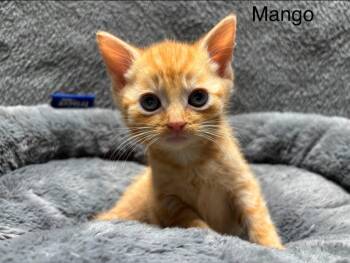Rescue Domestic Short Hair Cats for Adoption in Wabash, Indiana - Mango | PetCurious