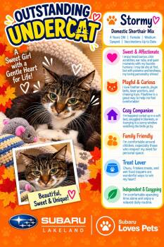 Stormy -  Domestic Short Hair Cat for Adoption in Winter Haven, Florida - Stormy | PetCurious