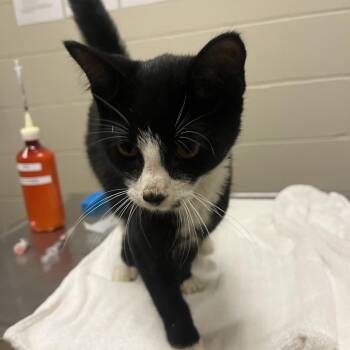 Draven -  Domestic Short Hair Cat for Adoption in Bristol, Indiana - Draven | PetCurious