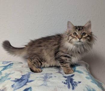 Sofia -  Domestic Long Hair Cat for Adoption in Little Falls, Minnesota - Sofia | PetCurious