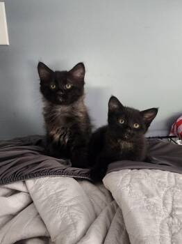 Gypsy & Rhiannon -  Domestic Medium Hair Cat for Adoption in Crystal Lake, Illinois - Gypsy & Rhiannon | PetCurious