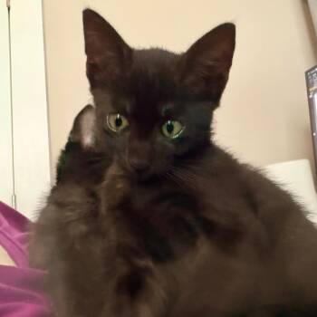 Truffle -  Domestic Short Hair Cat for Adoption in Jupiter, Florida - Truffle | PetCurious