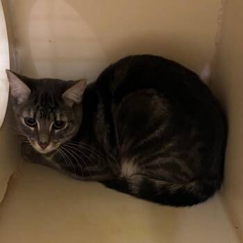 American Shorthair Cats Available for Adoption - Candice | PetCurious