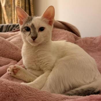 Burmilla and Himalayan Cats Available for Adoption in Brampton, Ontario - Simba T | PetCurious